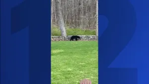 Bear spotted roaming backyard in Monroe