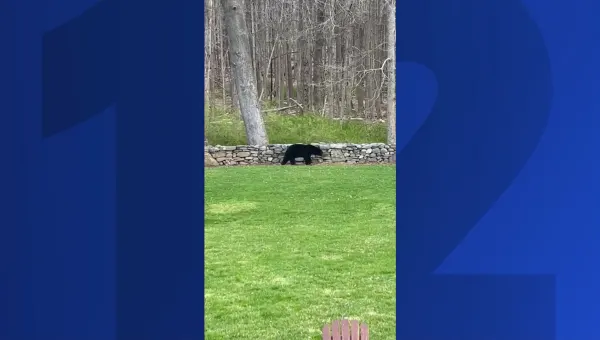 Bear spotted roaming backyard in Monroe