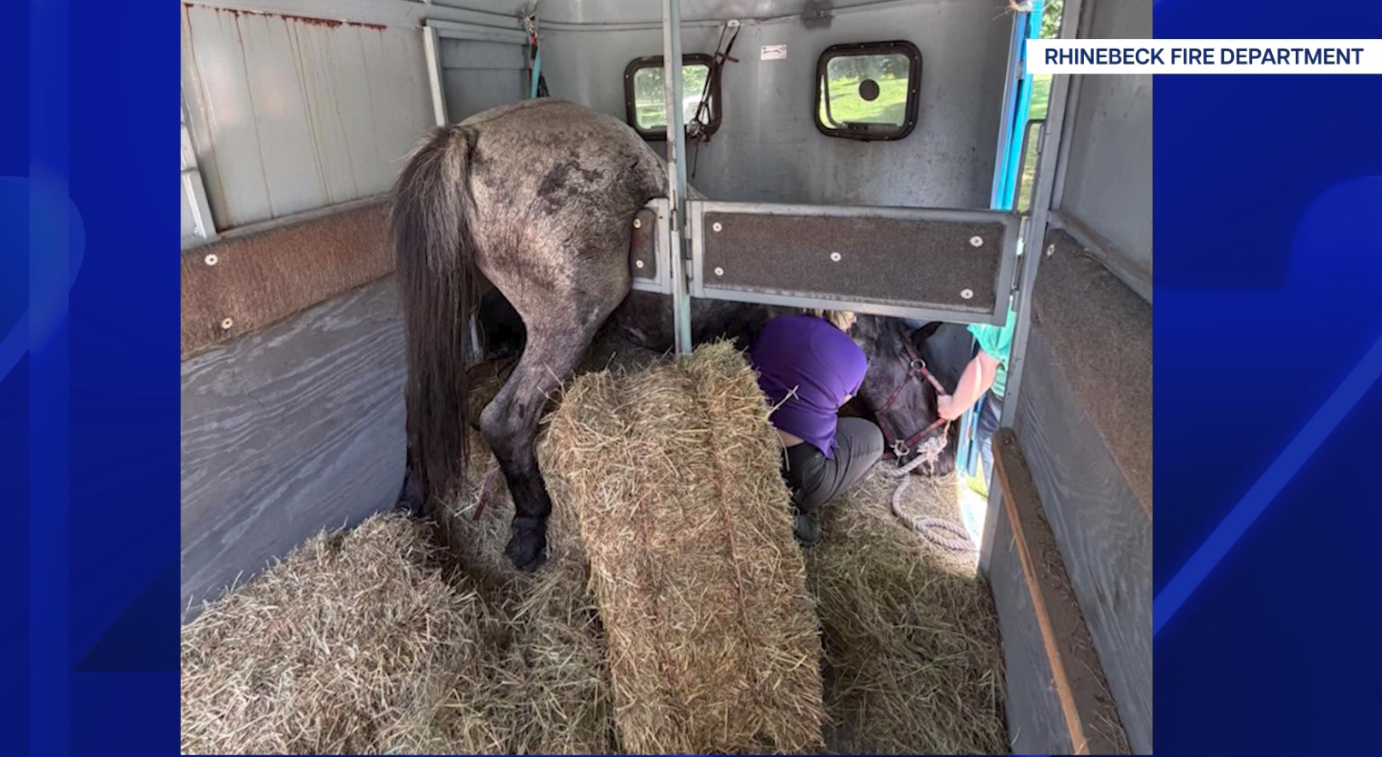Rhinebeck Horse Rescue
