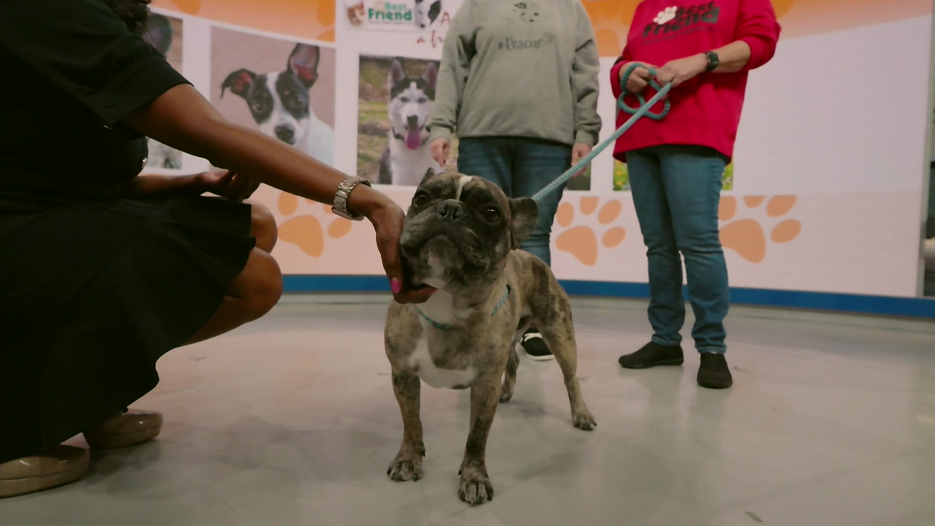 PawsAndPals0612NJTA_2026-06-12-09-16-23