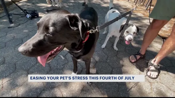 How to help keep your furry friend calm this Fourth of July 