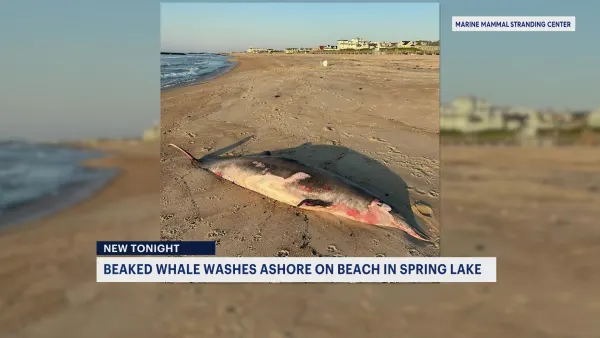 Beached whale washes ashore in Spring Lake 