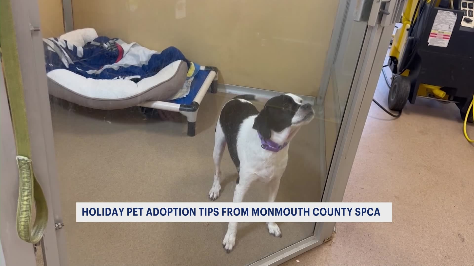 New Jersey animal shelters in need of people to adopt or foster pets