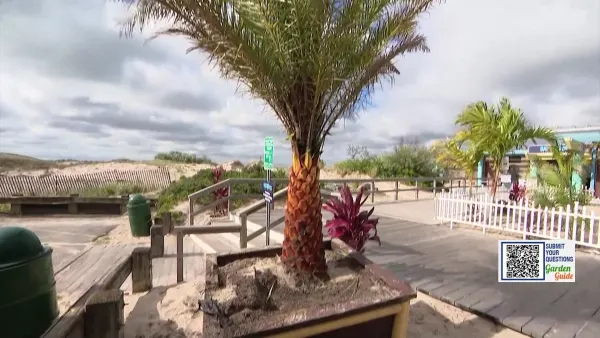 Garden Guide: Palm Trees are popping up all over this summer 