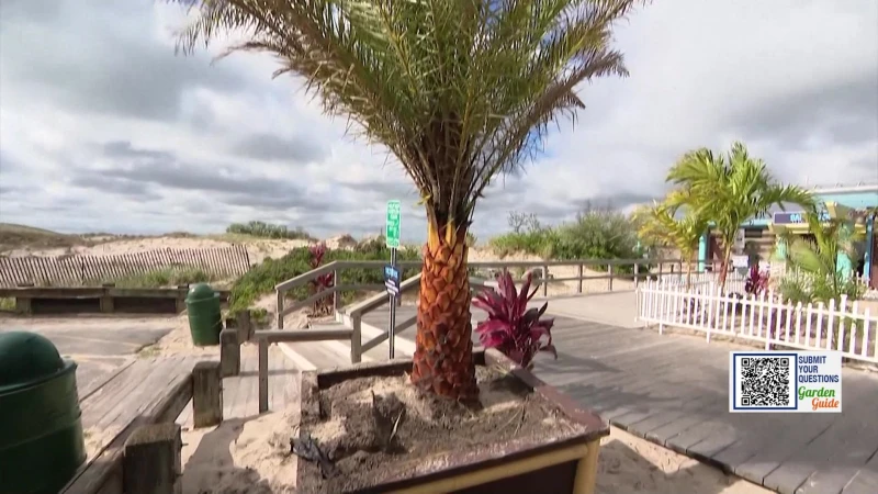 Story image: Garden Guide: Palm Trees are popping up all over this summer 