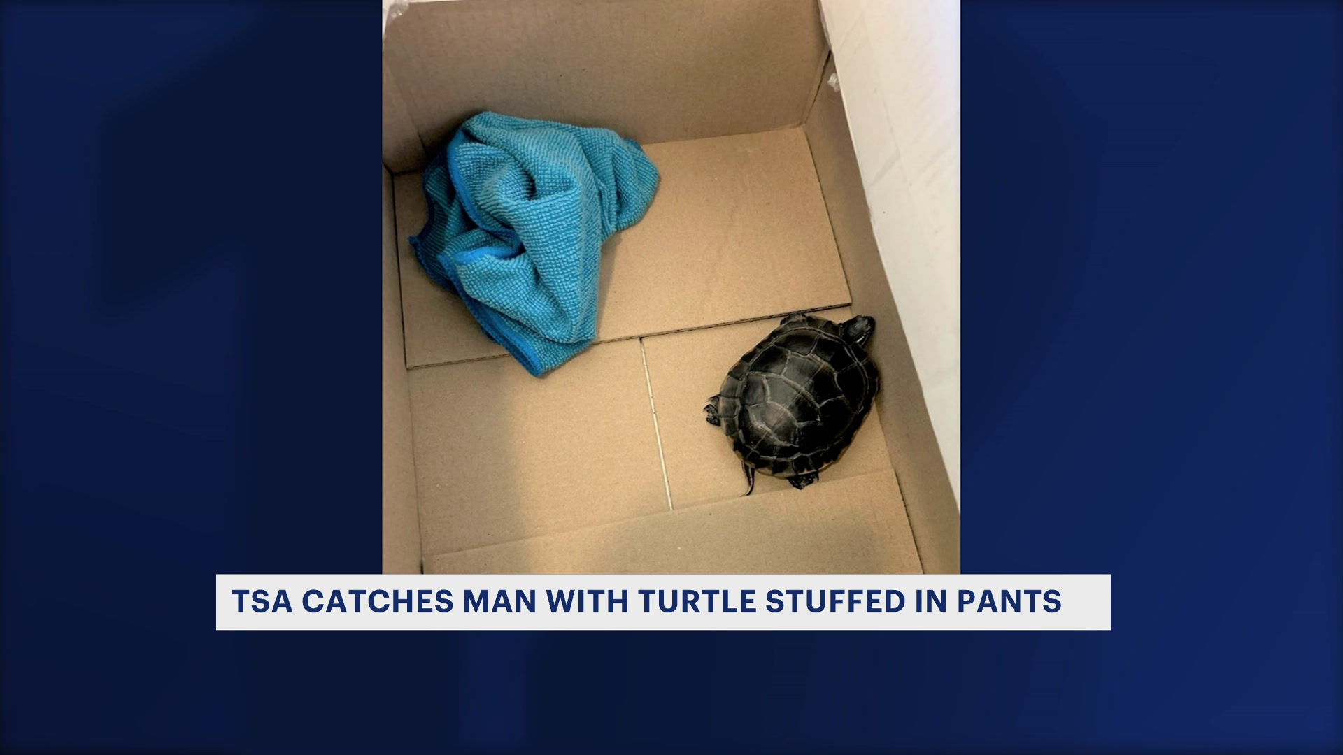 News 12 | Westchester | Tsa Man Tries To Conceal Turtle In His Pants At ...