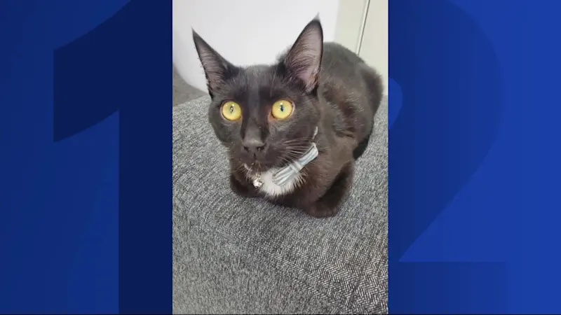 Story image: Valentino, a 13-month-old Brooklyn cat, dies from bird flu 