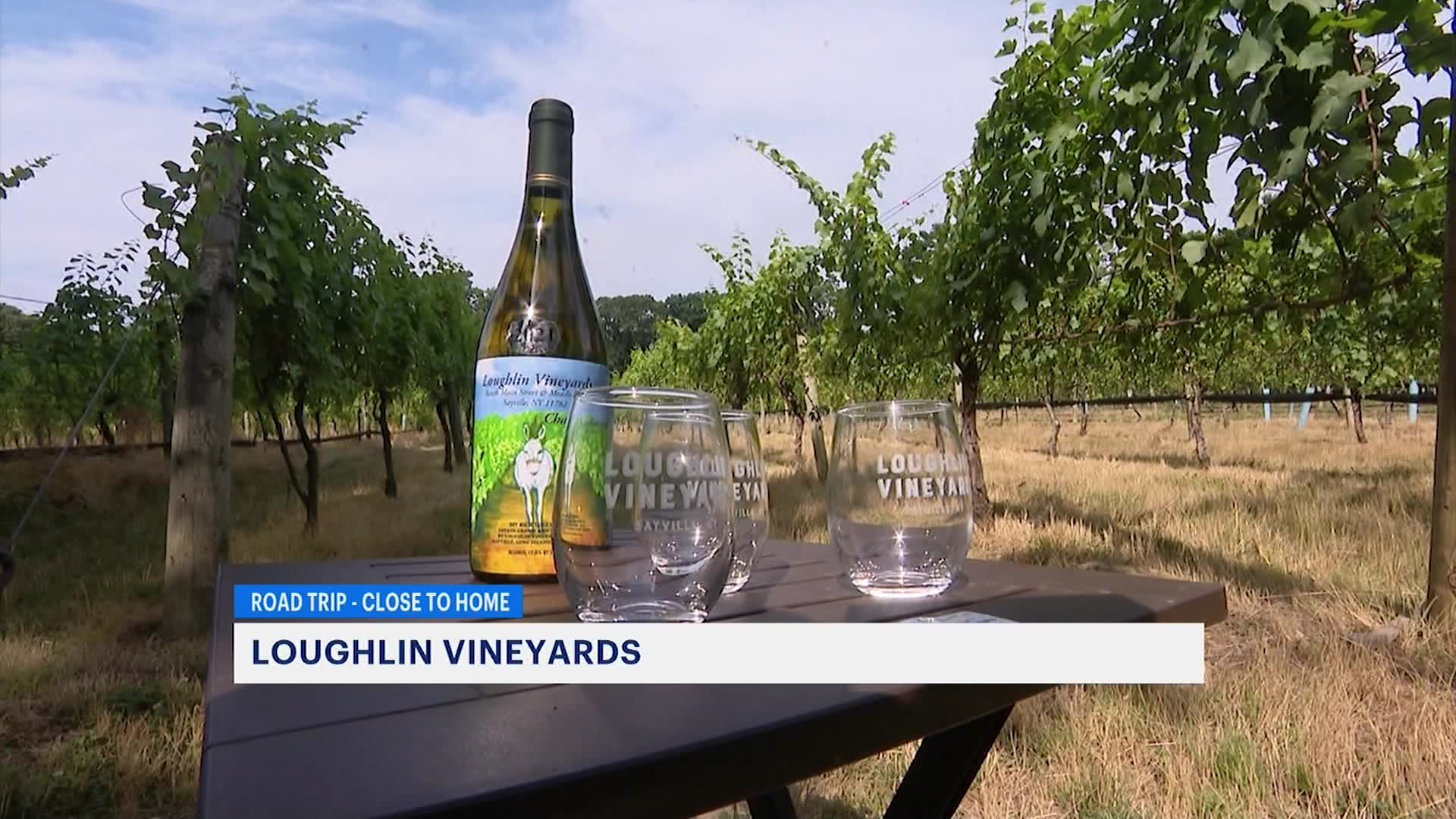 Visit Sayville’s ‘best kept secret’ at Loughlin Vineyard