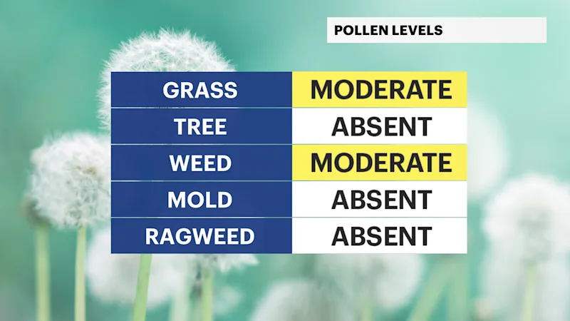 HAMMER_C_Pollen.png