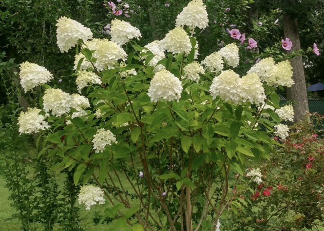 Story image: Garden Guide: This is why hydrangeas are blooming so well this year