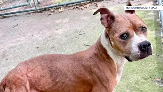 RENeptuneAnimalCruelty_2026-07-22-17-38-55