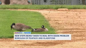 Peapack-Gladstone taking new steps to control geese problem