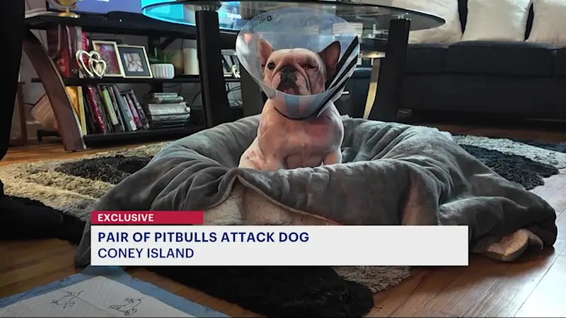 Story image: Exclusive: Woman says 2 unleashed pit bulls mauled her dog in Coney Island 