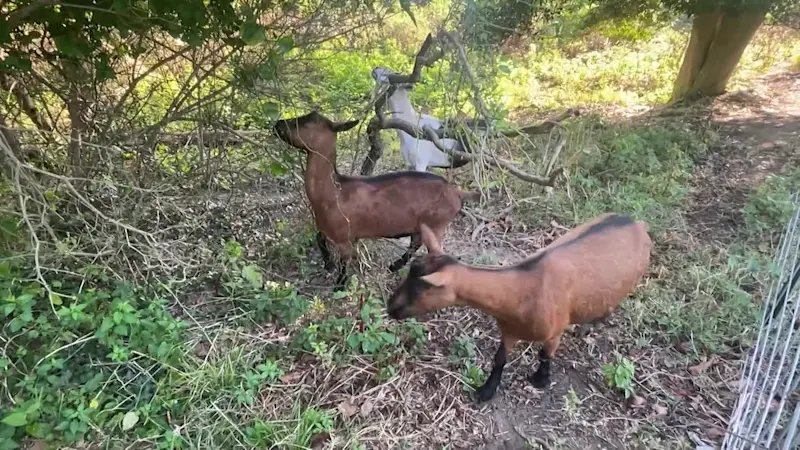 Story image: Sea Girt incorporates goats to use unwanted invasive plant life