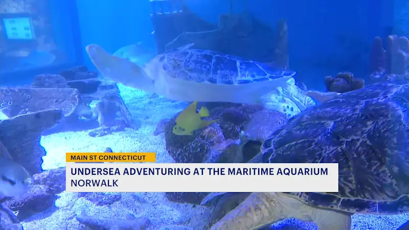 Story image: Main Street Connecticut: Maritime Aquarium in Norwalk to host annual Teacher's Day