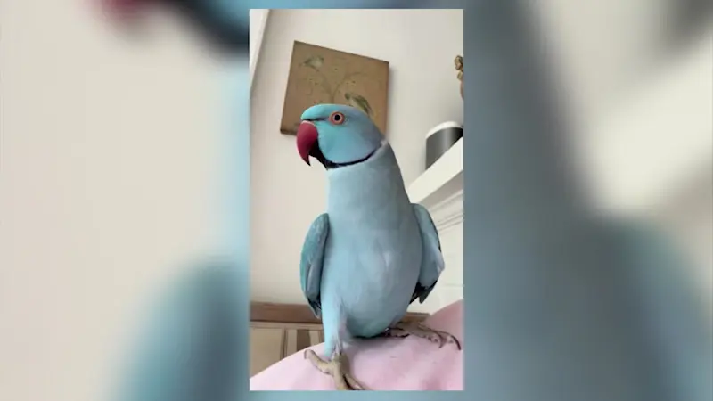 Story image: Finding Blue: Heartbroken Tarrytown family offers reward for missing parakeet