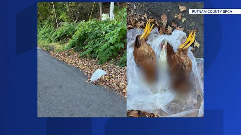 Story image: Mutilated birds found near roadside in Kent