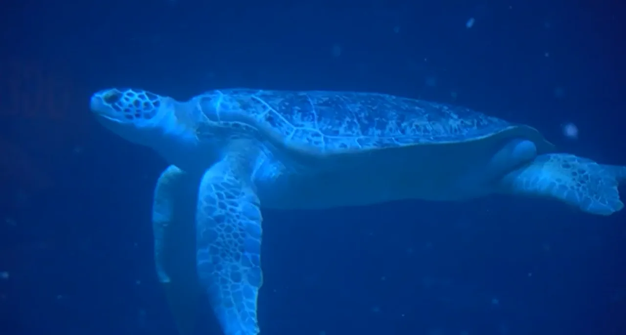 Adventure Aquarium