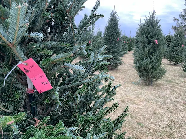 Story image: Christmas tree season begins Saturday at Wilkens Fruit & Fir Farm in Yorktown