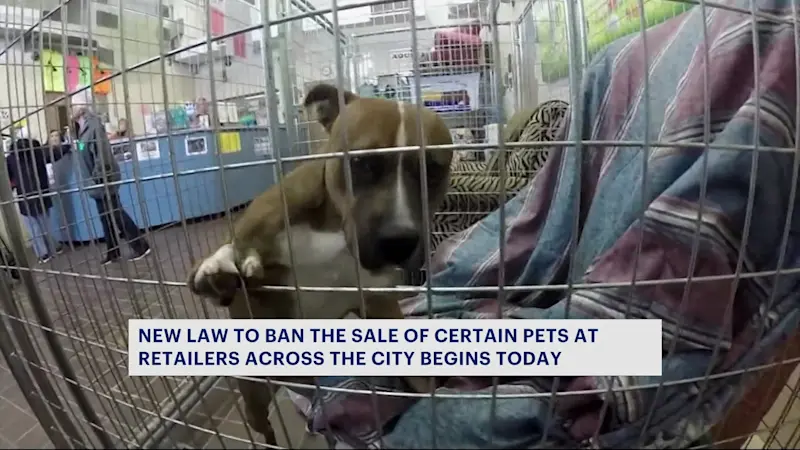 Story image: Businesses, shelters mixed about pet sales ban under new law targeting puppy mills