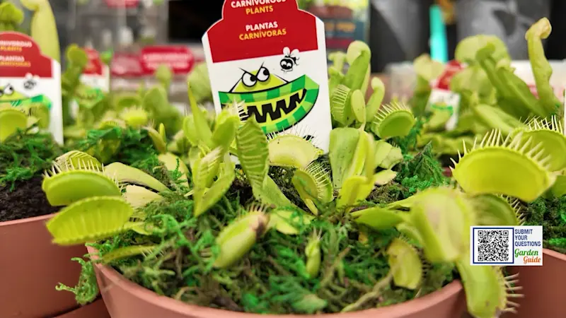 Story image: Garden Guide: These plants eat BUGS (Yes, really!)