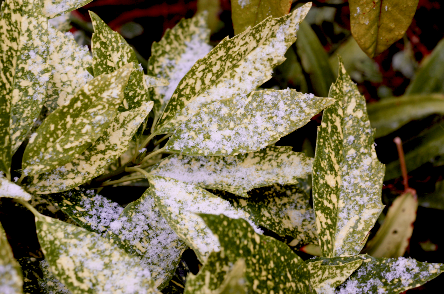 Aucuba japonica in snow.png