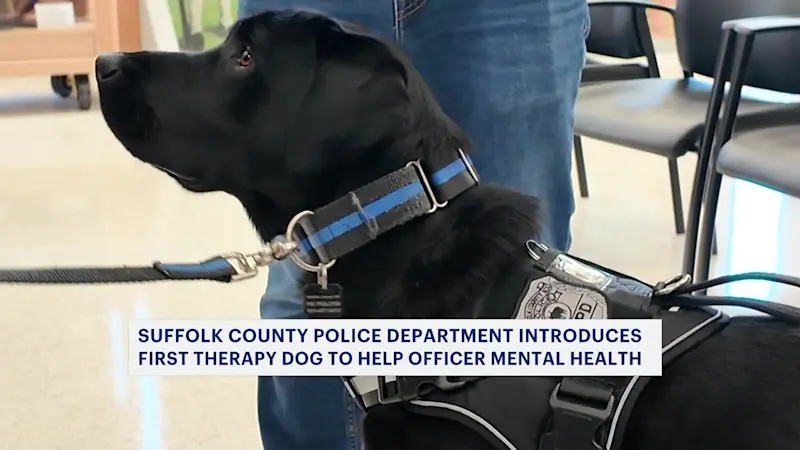 Story image: Suffolk Police add new therapy dog to assist with officer mental health