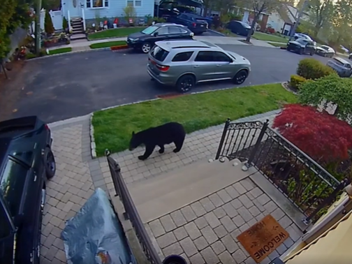 Bear in Englewood, NJ