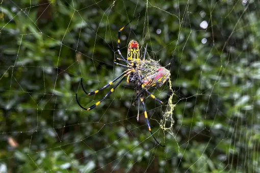 They're big. They're colorful. But Joro spiders aren't nightmare fodder