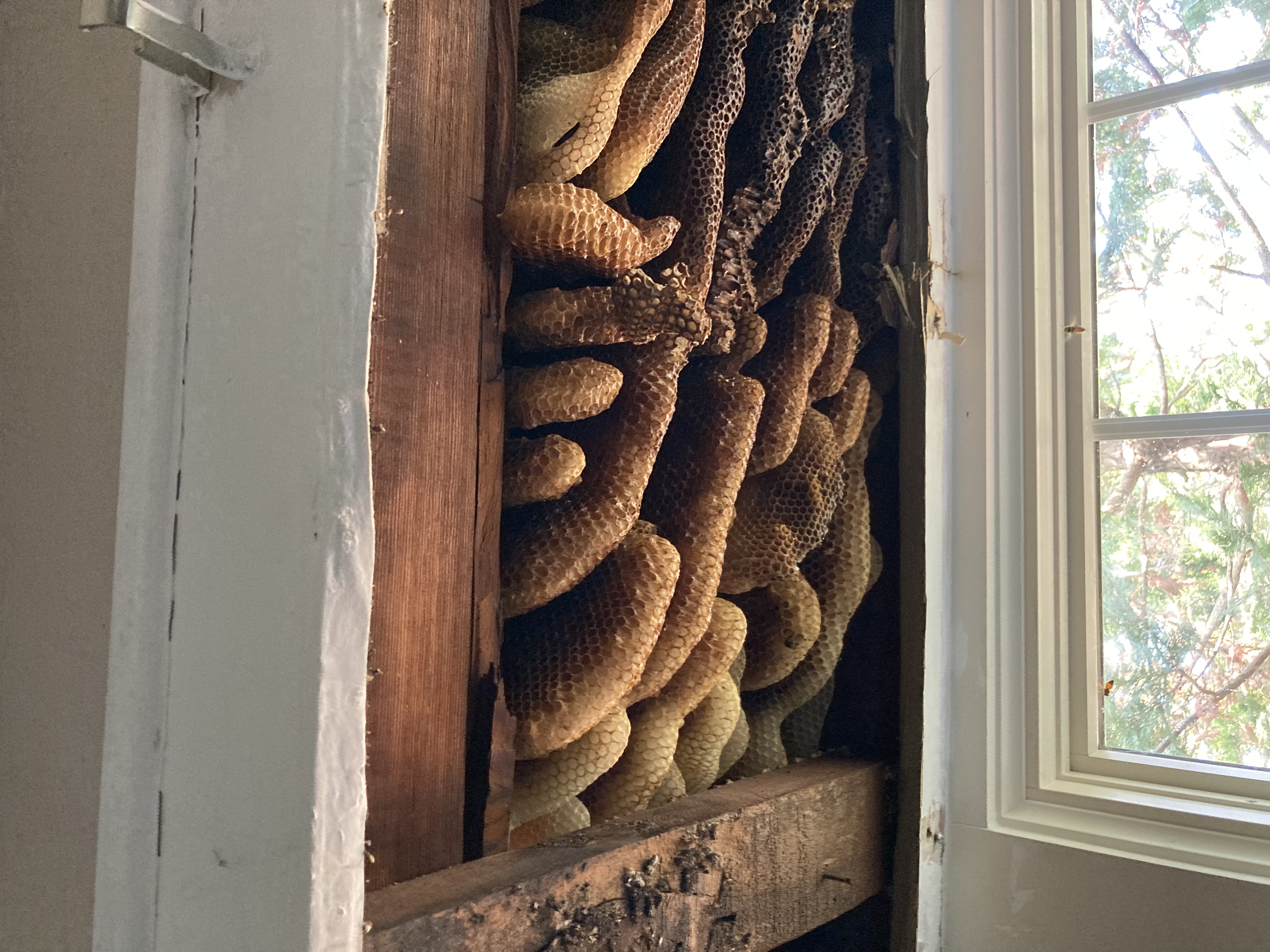 Honey Bee Infestation (2).jpg