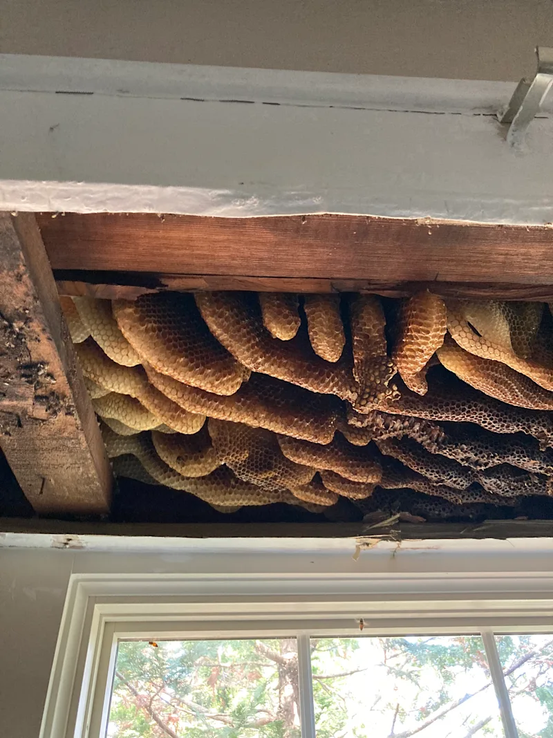 Honey Bee Infestation (2).jpg