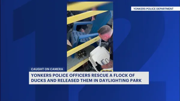 Flock of ducks rescued from rooftop in Yonkers