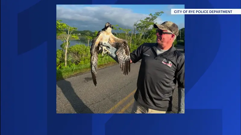 Story image: Lightning strike in Rye kills 1 osprey, injures another nesting on Kirby Lane