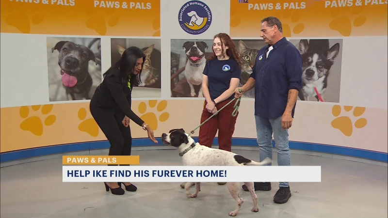 Story image: Paws & Pals: 4-year-old Ike looking for 'furever' home