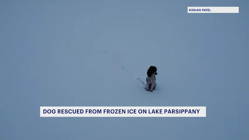 Story image: Holiday homecoming: Dog stuck on Lake Parsippany for hours finally caught, brought home