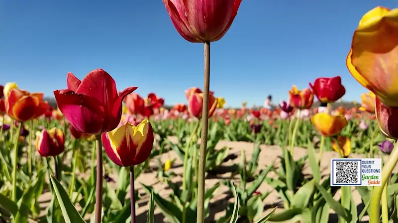 Story image: Garden Guide: 5 facts you didn’t know about tulips