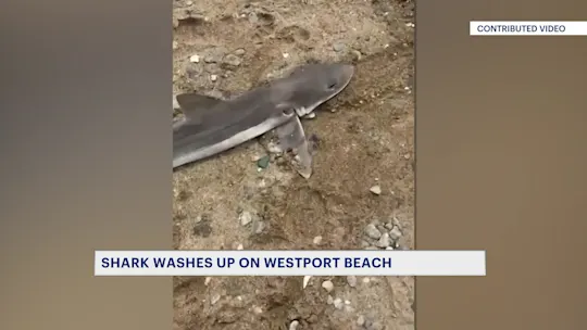 SharkWashesUpWestportBeach9PMShow072826_2026-07-28-21-15-59