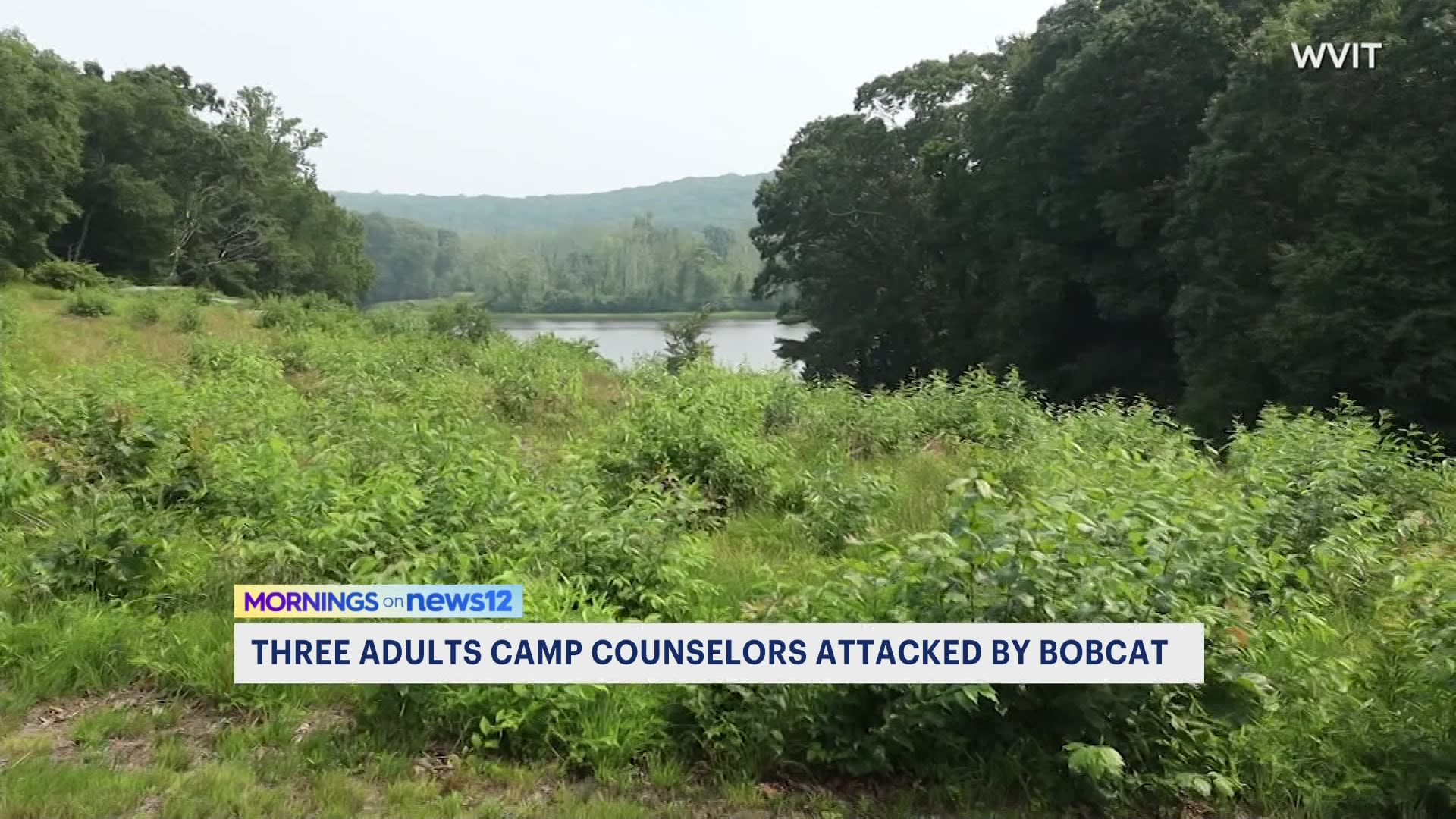 DEEP: 3 adult camp counselors attacked by bobcat in Lyme; animal tests
