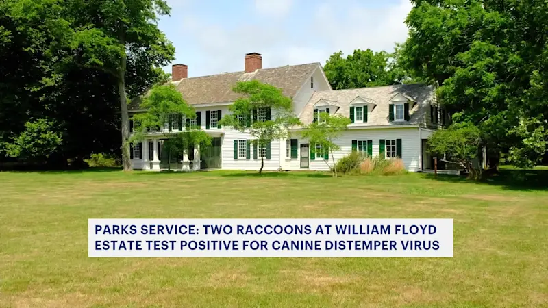 Story image: 2 raccoons at William Floyd Estate test positive for canine distemper virus