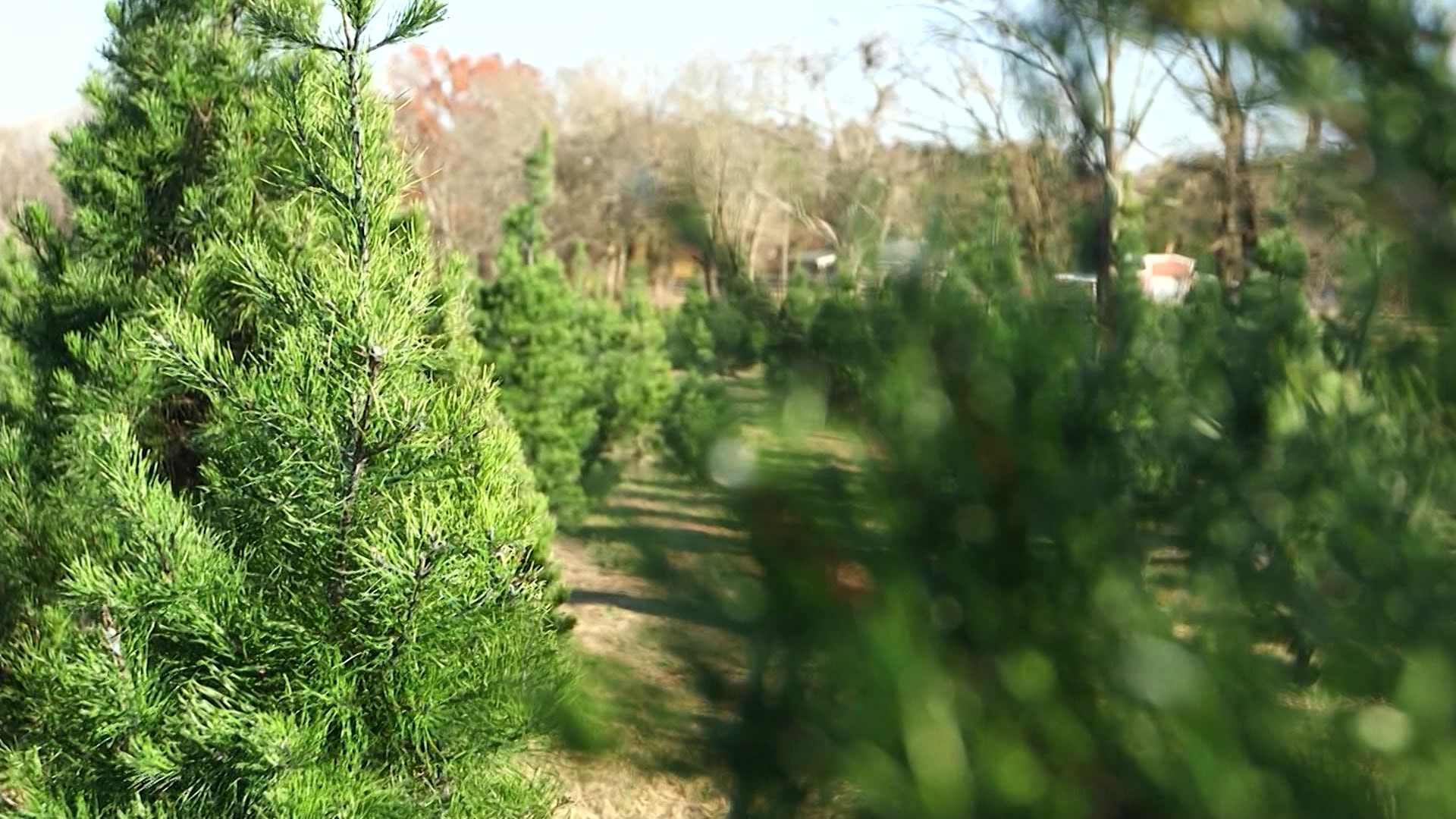 Connecticut farmers dealing with a region wide Christmas tree shortage
