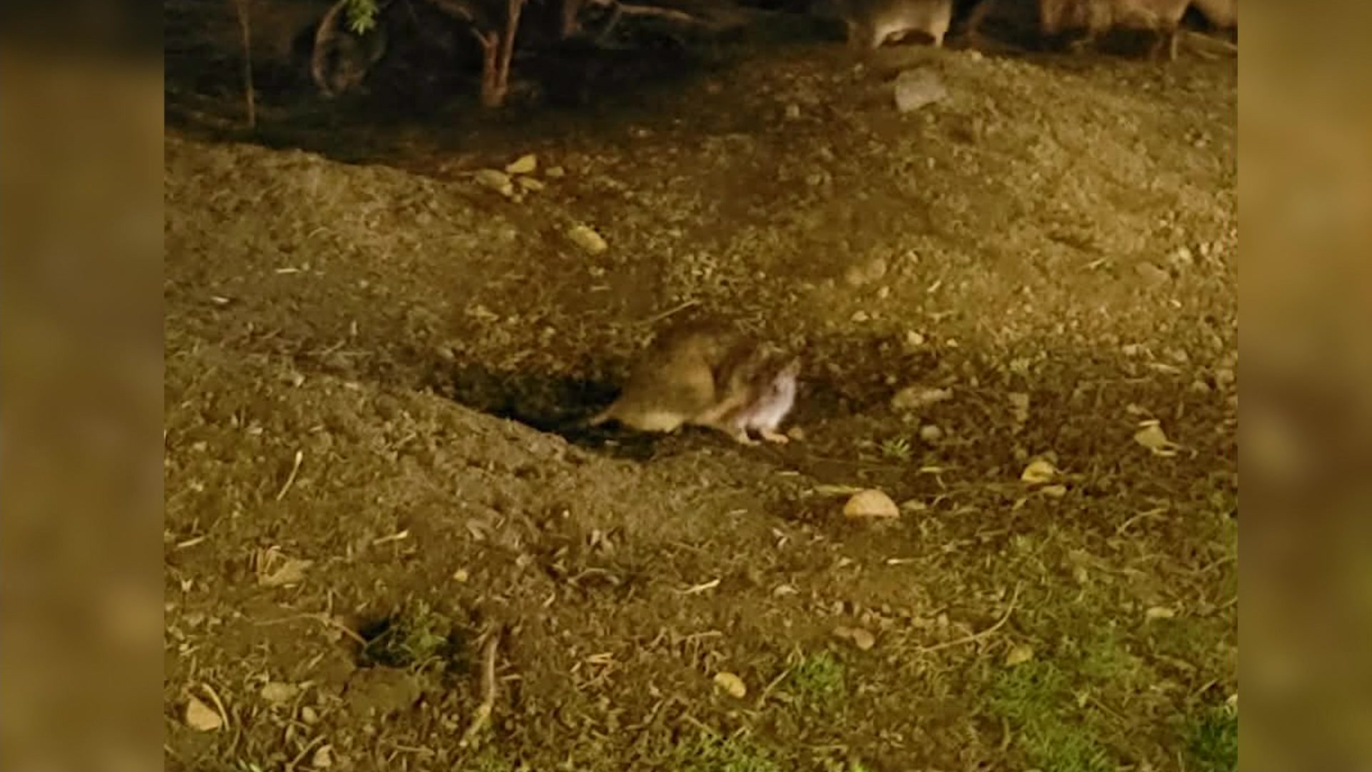 WCMAMARONECKAVERATS04165P_2026-04-16-17-58-54