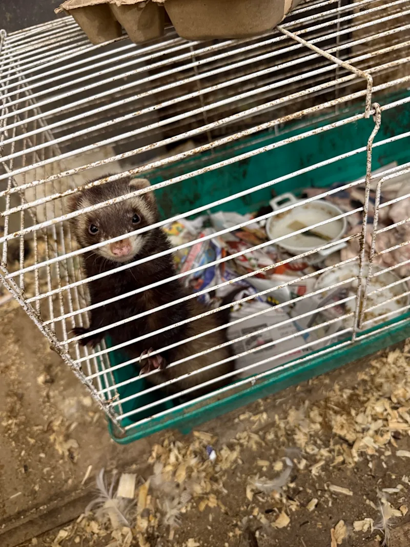 LINorthportAnimalHoarding005.jpeg