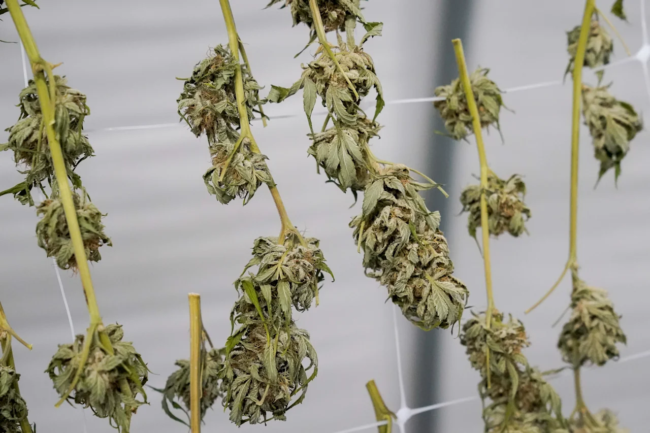 Marijuana plants