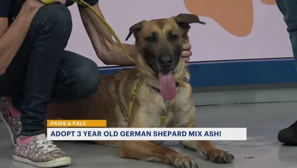 Paws & Pals: 3-year-old German Shephard mix now available for adoption