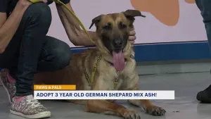 Paws & Pals: 3-year-old German Shephard mix now available for adoption