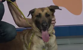 Paws & Pals: 3-year-old German shepherd mix now available for adoption