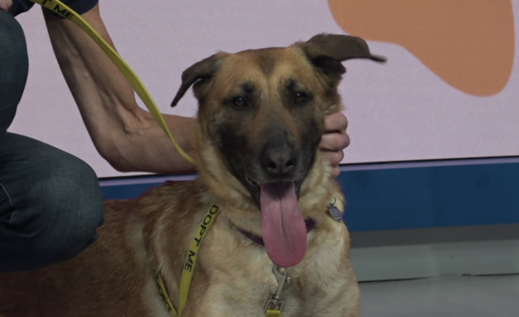 Story image: Paws & Pals: 3-year-old German shepherd mix now available for adoption