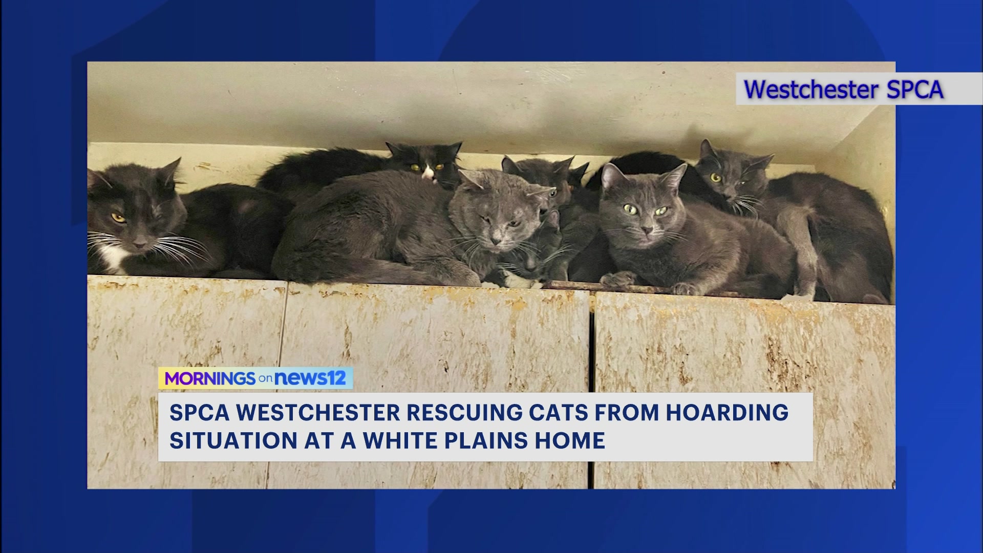 westchester.news12.com