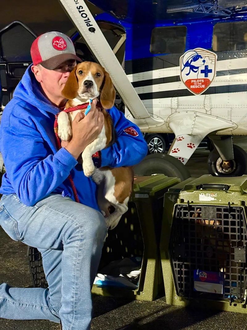 BEAGLES RESCUED P 2.jpeg