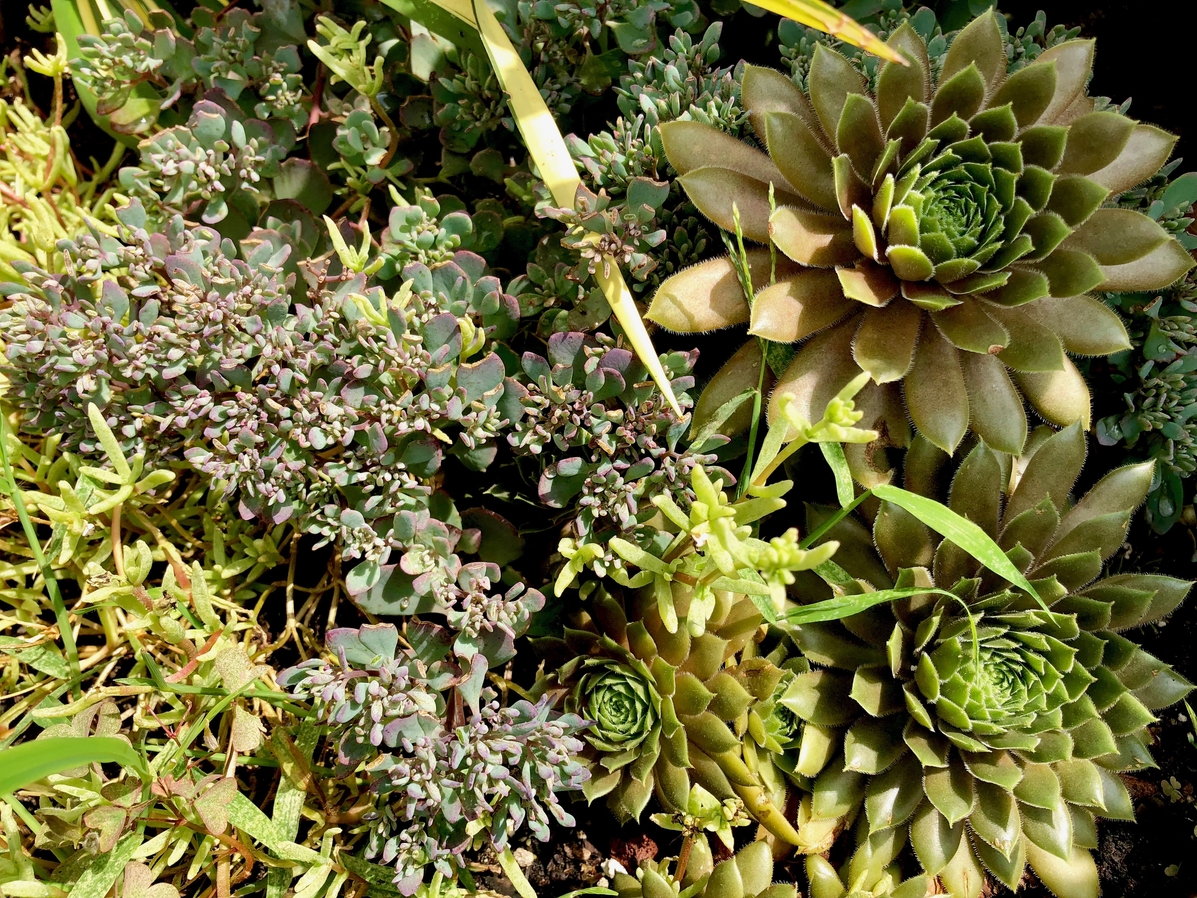 sedum with hen & chicks.jpg